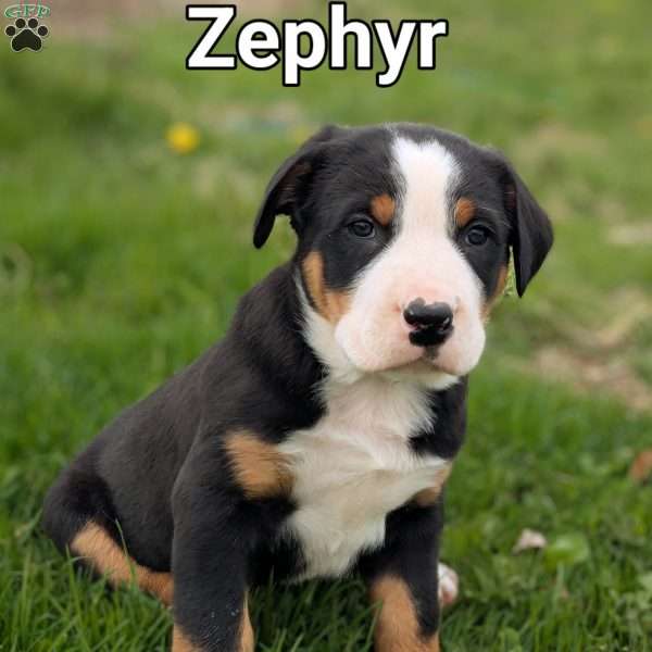 Zephyr, Greater Swiss Mountain Dog Puppy