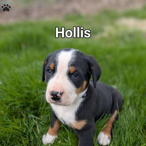 Hollis, Greater Swiss Mountain Dog Puppy