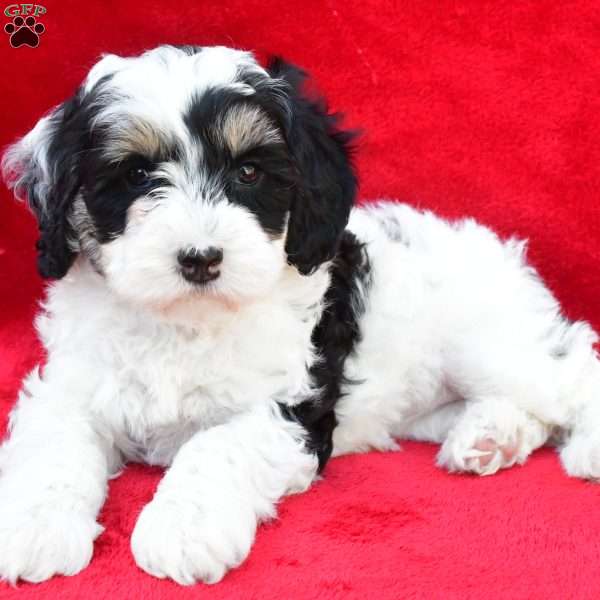 Ellie, Mini Sheepadoodle Puppy