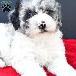 Eva, Mini Sheepadoodle Puppy