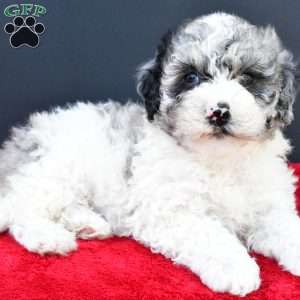 Eva, Mini Sheepadoodle Puppy