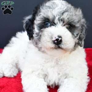 Eva, Mini Sheepadoodle Puppy