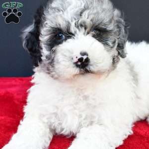 Eva, Mini Sheepadoodle Puppy