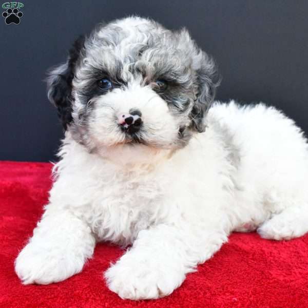 Eva, Mini Sheepadoodle Puppy