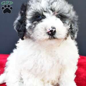 Eva, Mini Sheepadoodle Puppy