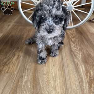 Macey, Cavapoo Puppy