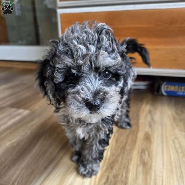 Macey, Cavapoo Puppy