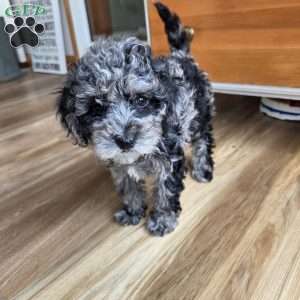 Macey, Cavapoo Puppy