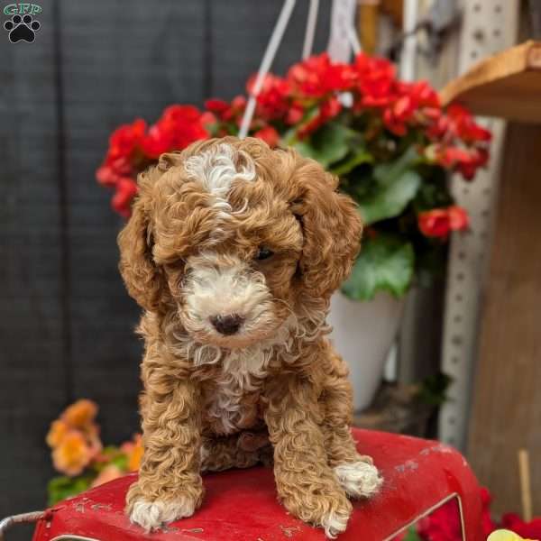 Riley, Toy Poodle Puppy
