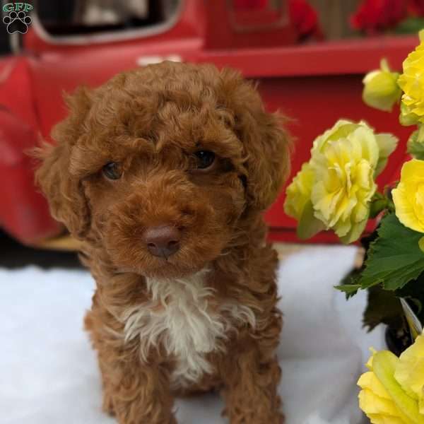 Rusty, Toy Poodle Puppy