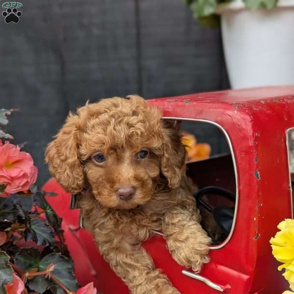 Ruby, Toy Poodle Puppy