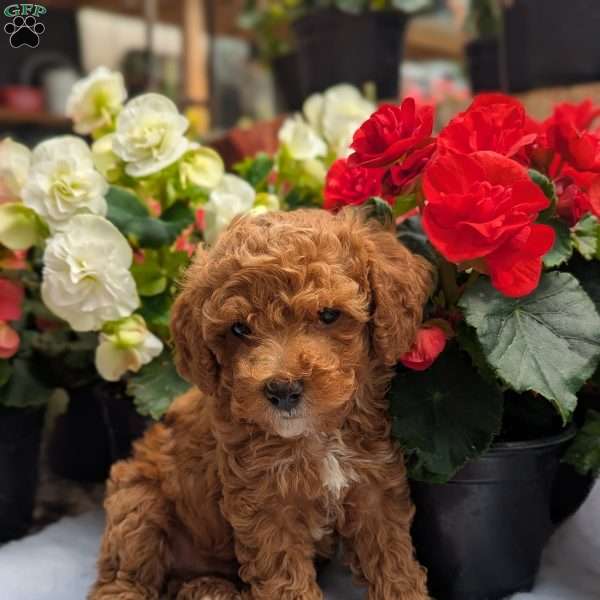 Rhys, Toy Poodle Puppy