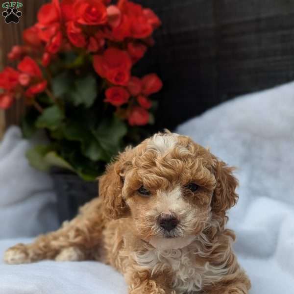Romeo, Toy Poodle Puppy