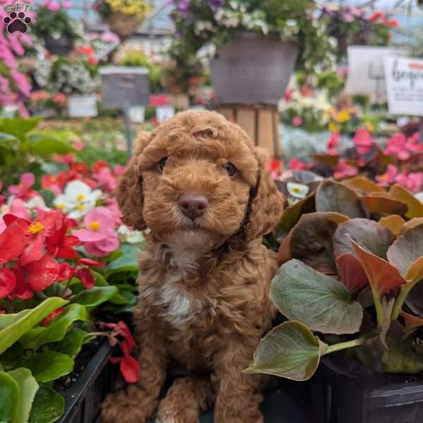 Remy, Toy Poodle Puppy
