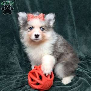 Aspen, Pomsky Puppy