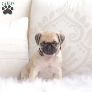 Peaches, Pug Puppy
