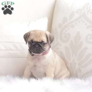 Peaches, Pug Puppy