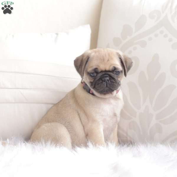 Peaches, Pug Puppy