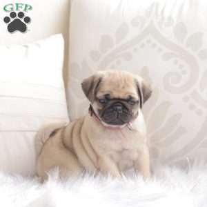 Peaches, Pug Puppy