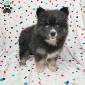 Bear, Pomsky Puppy