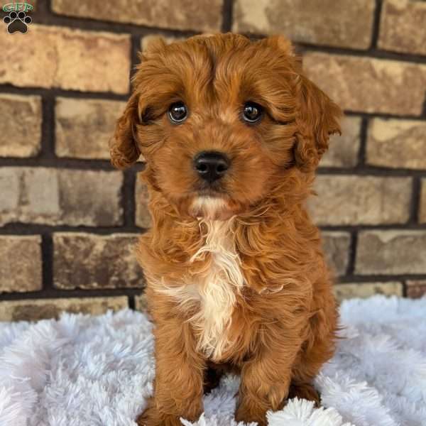 Cody, Cavapoo Puppy