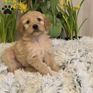 Joyce, Goldendoodle Puppy