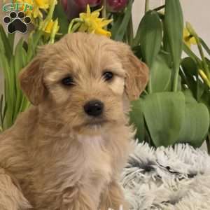 Joyce, Goldendoodle Puppy