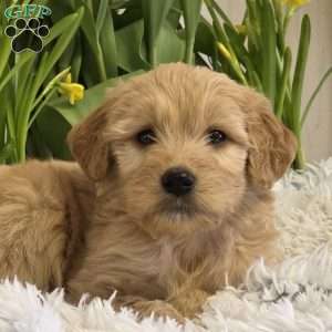 Joyce, Goldendoodle Puppy