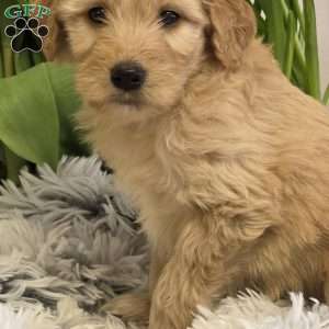 Joyce, Goldendoodle Puppy