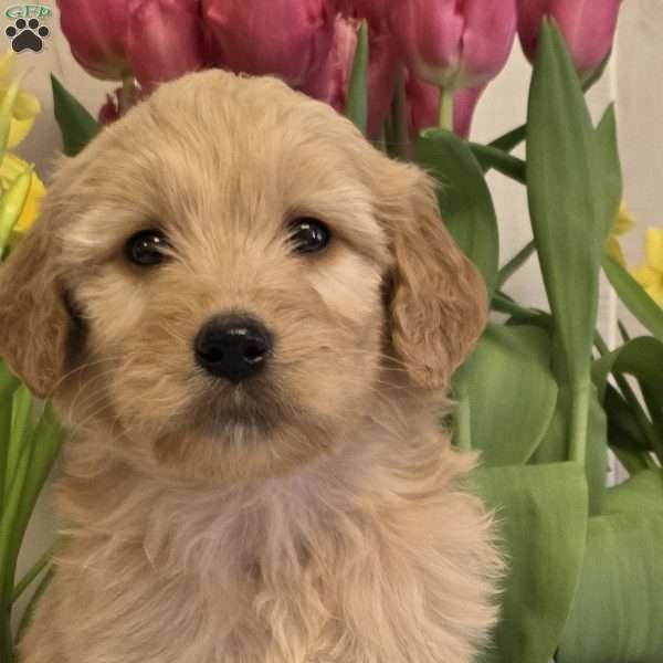 Joyce, Goldendoodle Puppy