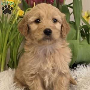 Joyce, Goldendoodle Puppy