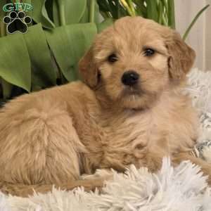 Joyce, Goldendoodle Puppy