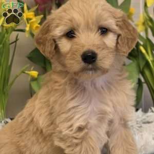 Joyce, Goldendoodle Puppy