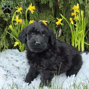 Javon, Goldendoodle Puppy