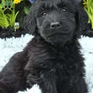 Javon, Goldendoodle Puppy
