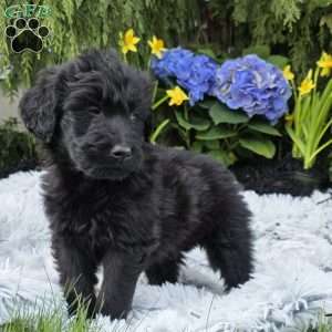 Javon, Goldendoodle Puppy