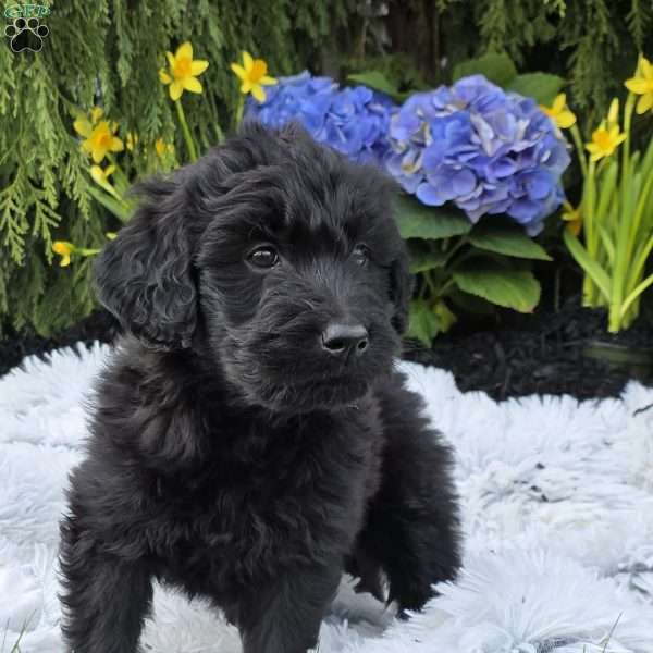 Javon, Goldendoodle Puppy