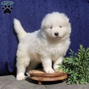 Zander, Samoyed Puppy
