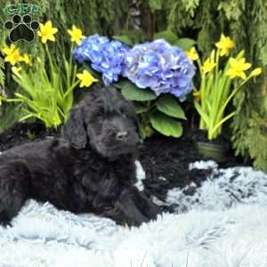 Javon, Goldendoodle Puppy