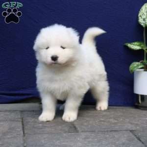 Zander, Samoyed Puppy