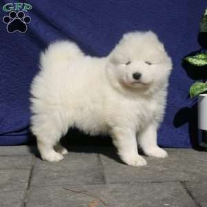 Zyda, Samoyed Puppy