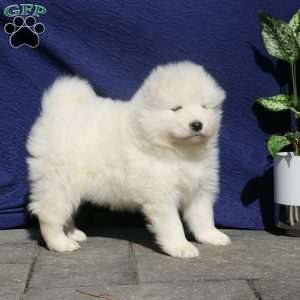 Zyda, Samoyed Puppy