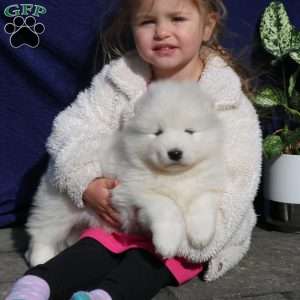 Zyda, Samoyed Puppy