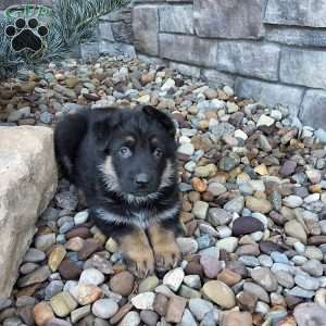 Meara, German Shepherd Puppy
