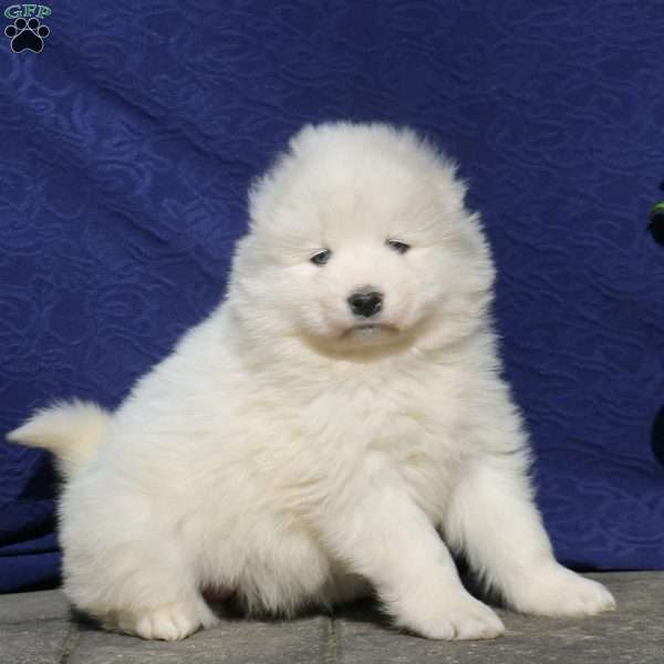 Zara, Samoyed Puppy