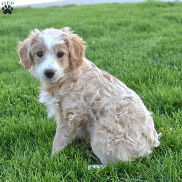 Willow, Mini Aussiedoodle Puppy