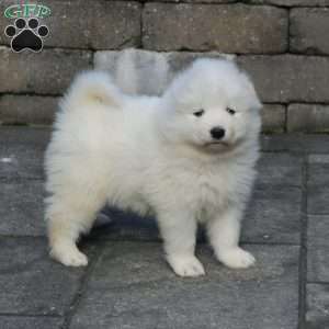 Zara, Samoyed Puppy