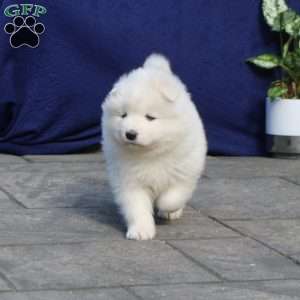 Zara, Samoyed Puppy