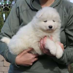 Zara, Samoyed Puppy
