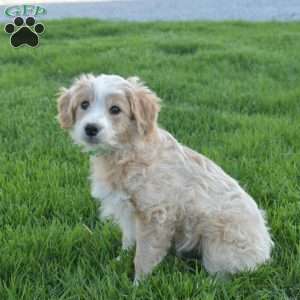 Willow, Mini Aussiedoodle Puppy